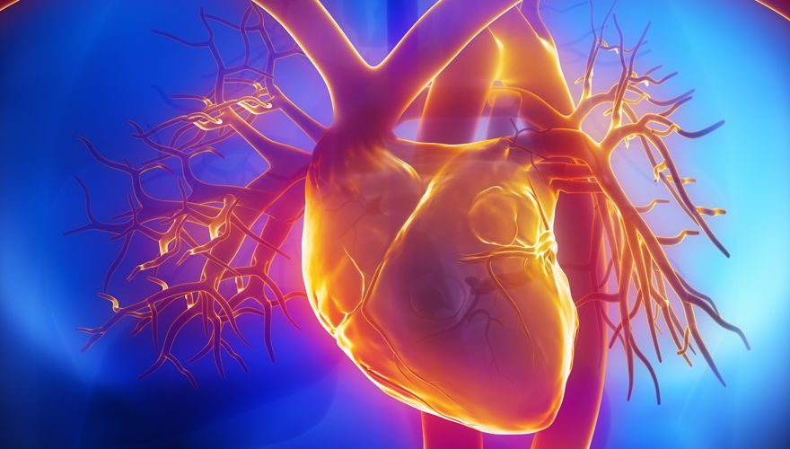 Pesquisa fala sobre porque as mulheres sofrem menos infartos que os homens
